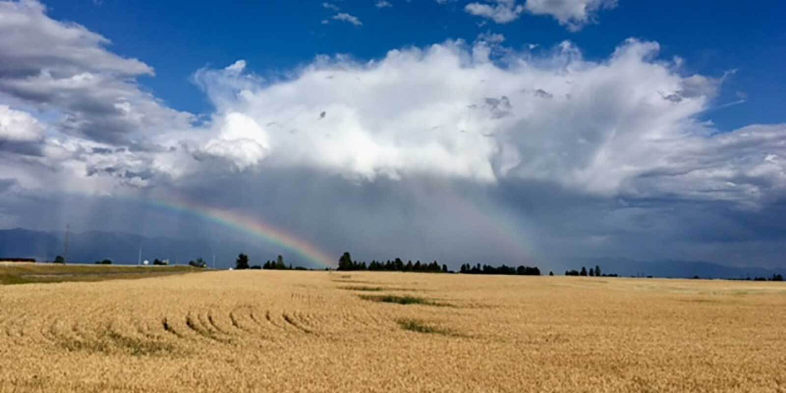 Rainbow over grain field with sky